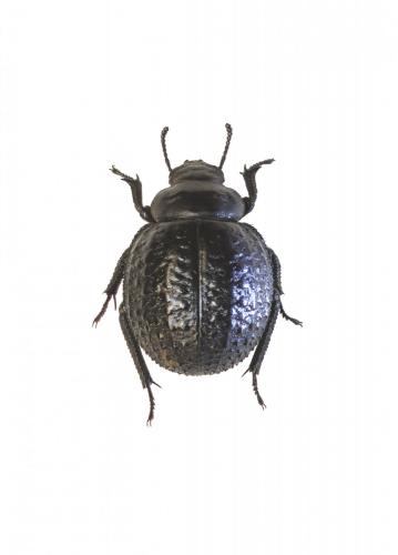 Pimelia tristis